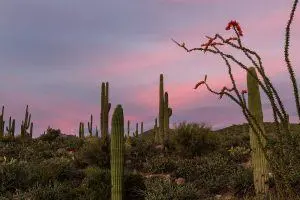 New Home Builds For Sale In Glennwilde Groves Community Maricopa