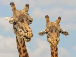 phoenix zoo in maricopa